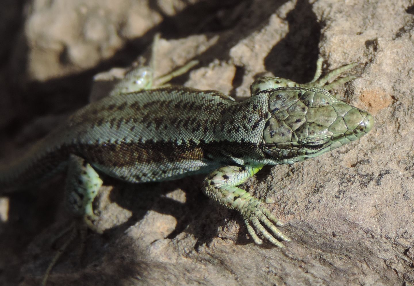 Iberolacerta monticola a confronto con Podarcis (muralis?)